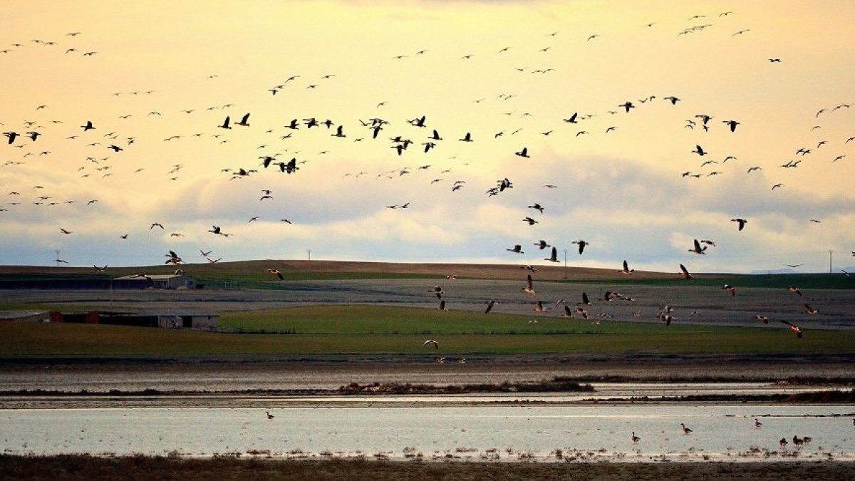Amanece en Villafáfila y las aves se ponen en movimiento. EL MUNDO
