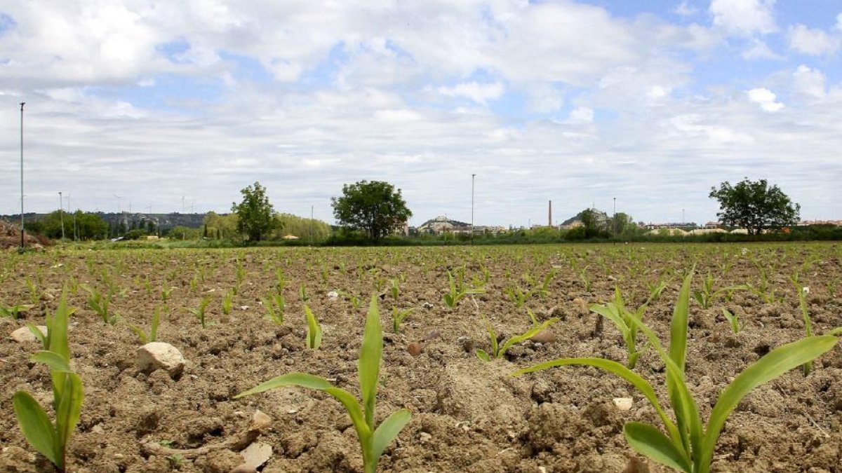 Las siembras en algunas zonas son aún testimoniales. En la imagen un campo de maíz en plena nascencia en la provincia de Palencia.-BRÁGIMO