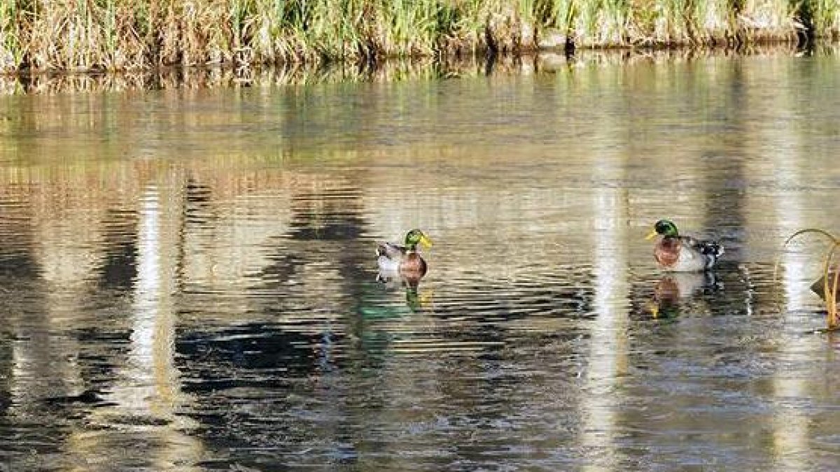 Algunas zonas del Duero estaban visiblemente congeladas en la mañana de ayer.-FELICÍSIMO VERDE CIRIA