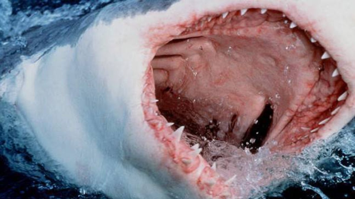 Un gran tiburón blanco se lanza a la superficie del agua mostrando sus afilados dientes.-Foto: AP / TOM CAMPBELL