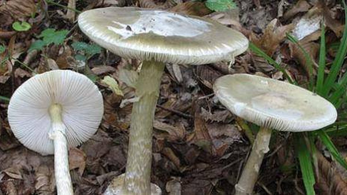 Ejemplares de Amanitas Phalloides.-