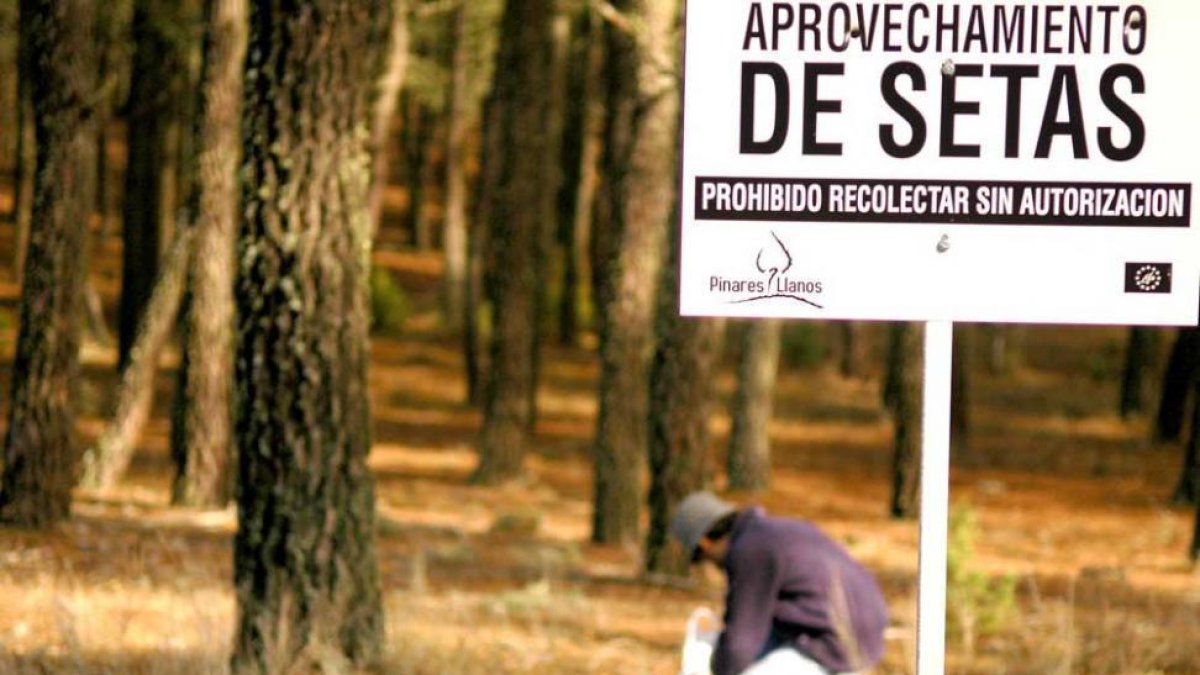 Recolección de setas en una zona regulada.-VALENTÍN GUISANDE