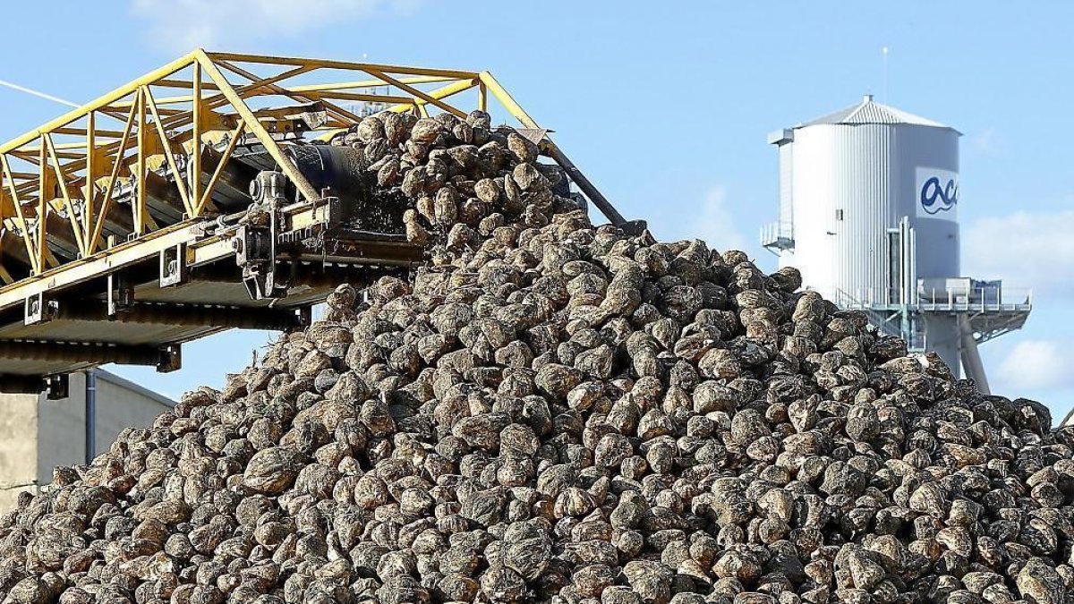 Miles de toneladas de remolacha llegan cada año a la planta de Acor en Olmedo (Valladolid).-- J. M. LOSTAU