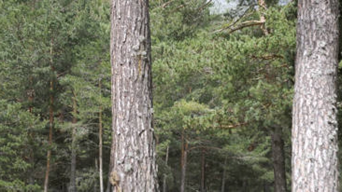 58 municipios de Soria formarán parte del corredor ambiental. / VALENTÍN GUISANDE-