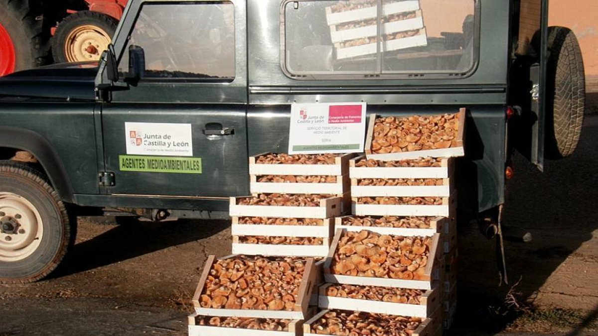 Incautación de 148 kilos de níscalo recogido sin licencia el domingo pasado en Rioseco.-JUNTA