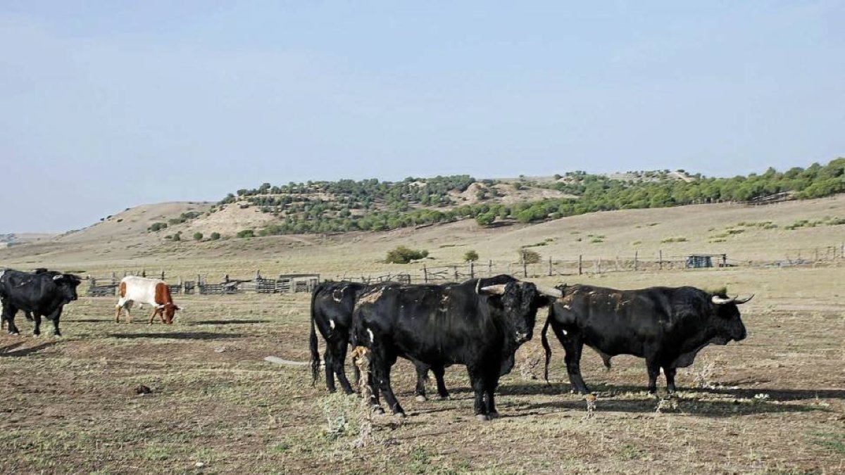 Toros de la ganadería de El Canario que se encerrarán en Cuéllar el lunes 1 de septiembre.-Rufina Galicia