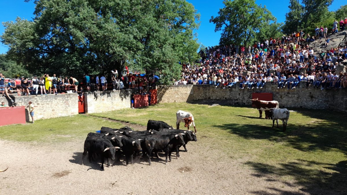 Los astados en los corrales esta mañana.-MARIO TEJEDOR