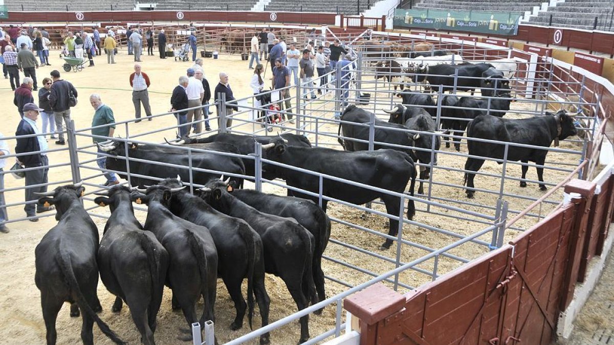 Ejemplares de la raza negra serrana en la Feria Ganadera de Soria-Valentín Guisande