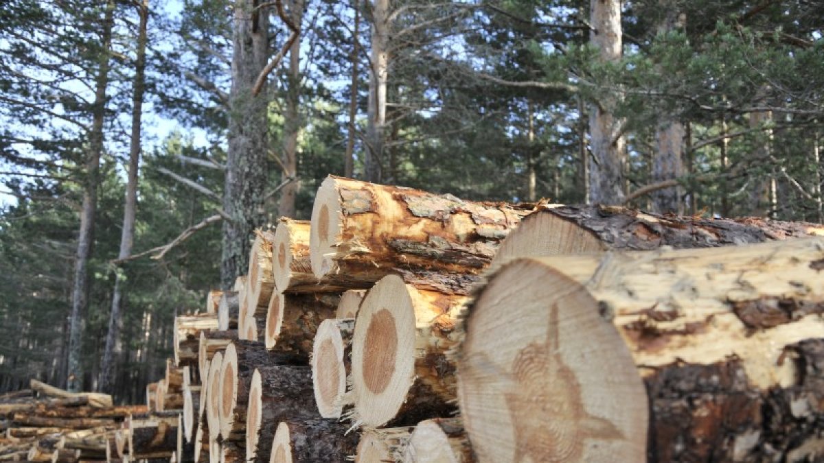 Madera cortada en los montes de Soria.-HDS