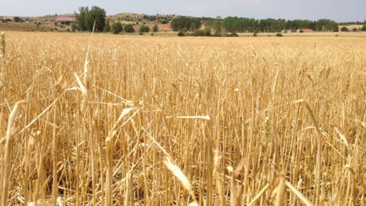 Cereal desgranado por las tormentas en Camparañón. / ASAJA-