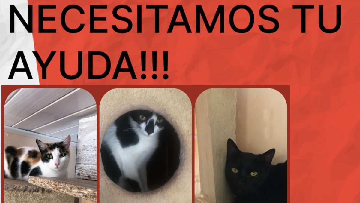 Detalle del cartel de la campaña para solicitar voluntarios de cara a este sábado, 3 de septiembre. HDS
