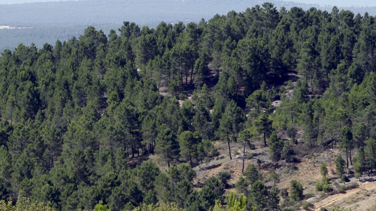 Monte de la zona del Izana.-HDS