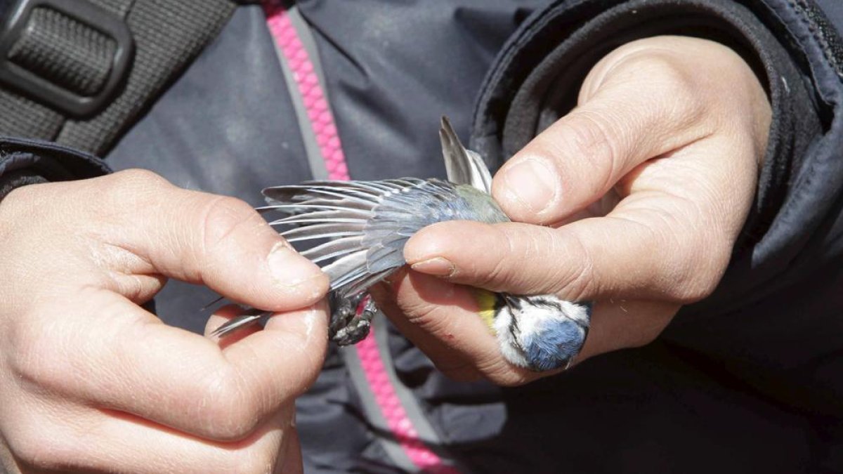Anillamiento de aves-HDS