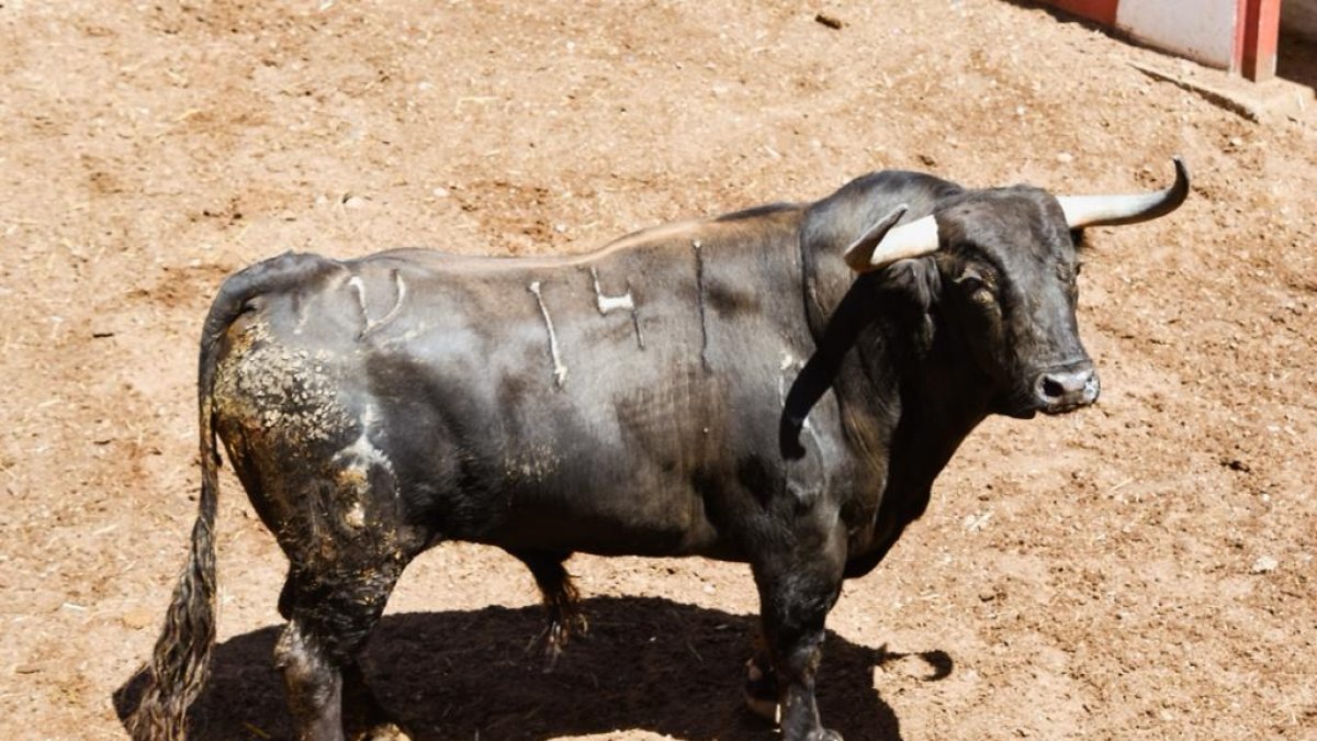 Los toros de la corrida de este Domingo de Calderas han sido desembarcados esta mañana del sábado en la plaza de toros de Soria