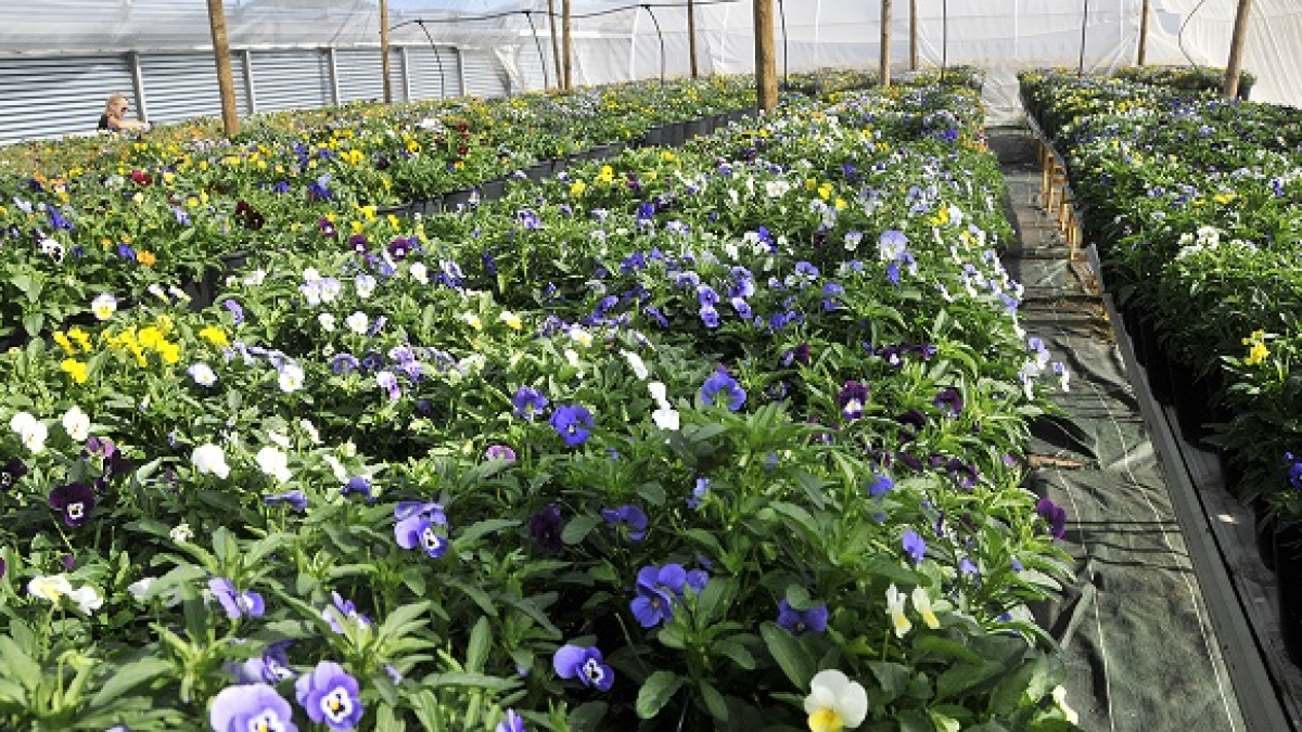 Invernadero de Innoflower de flores comestibles de Borobia. HDS