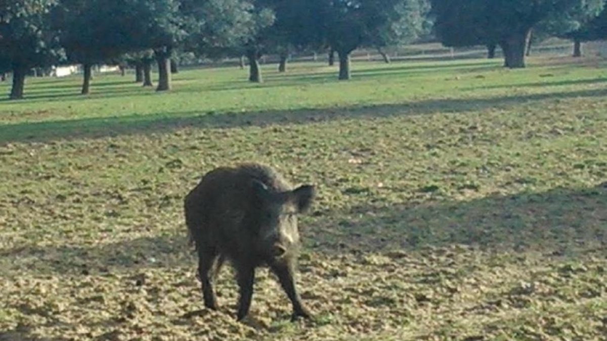 Un jabalí se adentra en un campo de cultivo de Madrigal de las Altas Torres (Ávila).-UPA