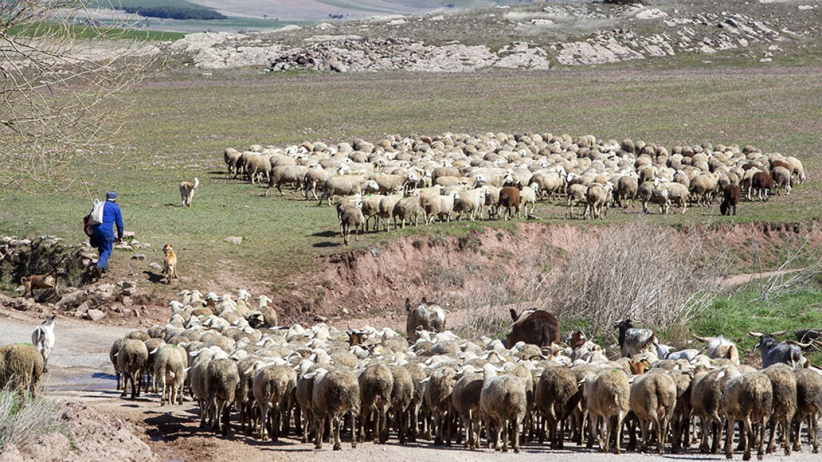 Rebaño de ovejas en Borobia. MARIO TEJEDOR