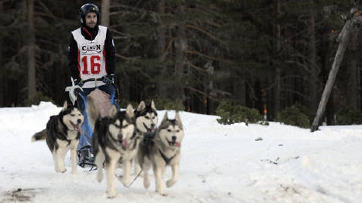 Un musher durante la prueba celebrada el año pasado en Covaleda. / VALENTÍN GUISANDE-