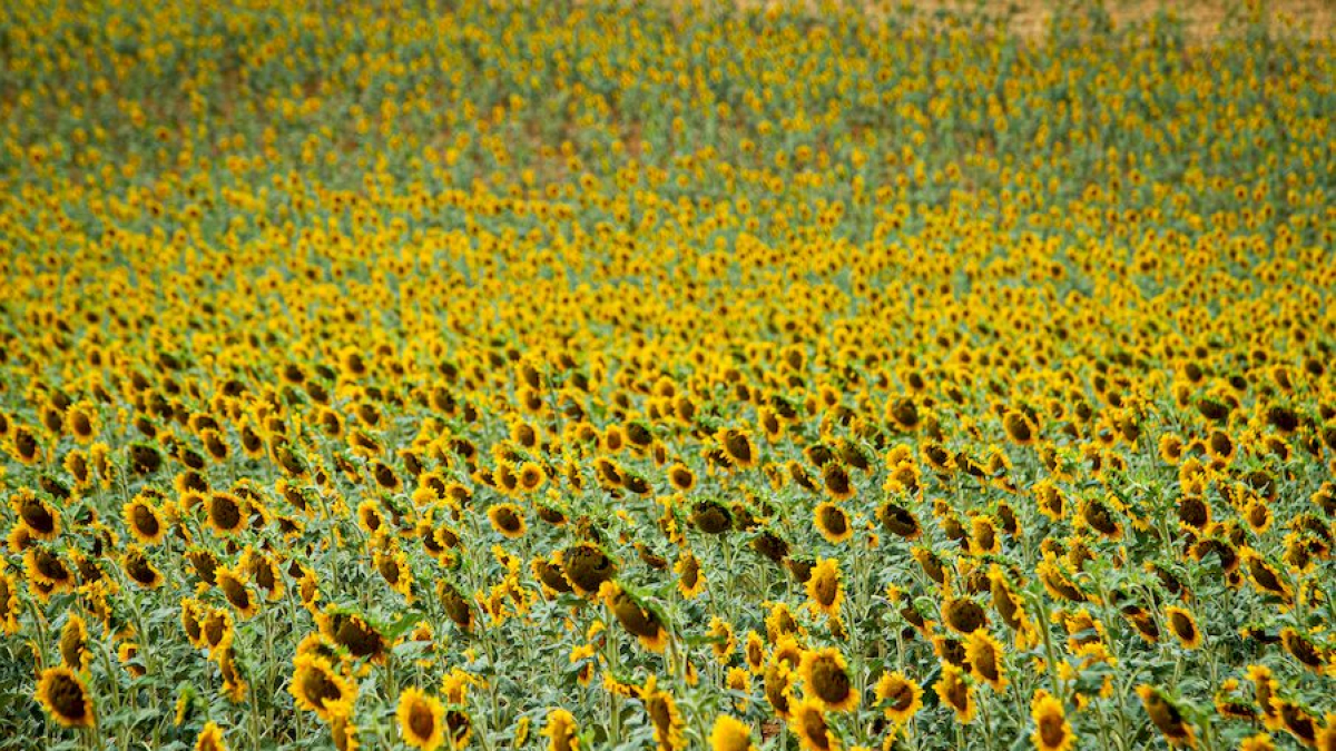 Campos de girasol dañados tras una granizada. MARIO TEJEDOR