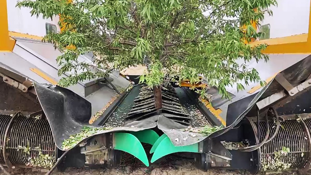 La cosecha de las almendras en Almaluez se ha adelantado quince días por el calor
