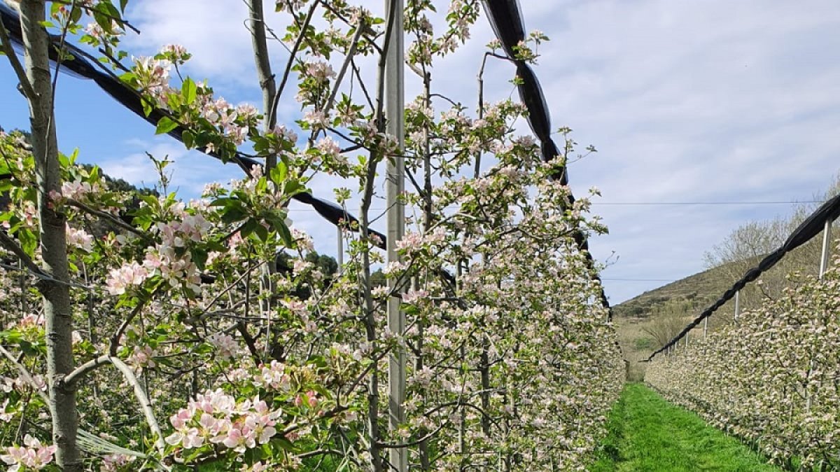 Manzanos floreciendo / HDS