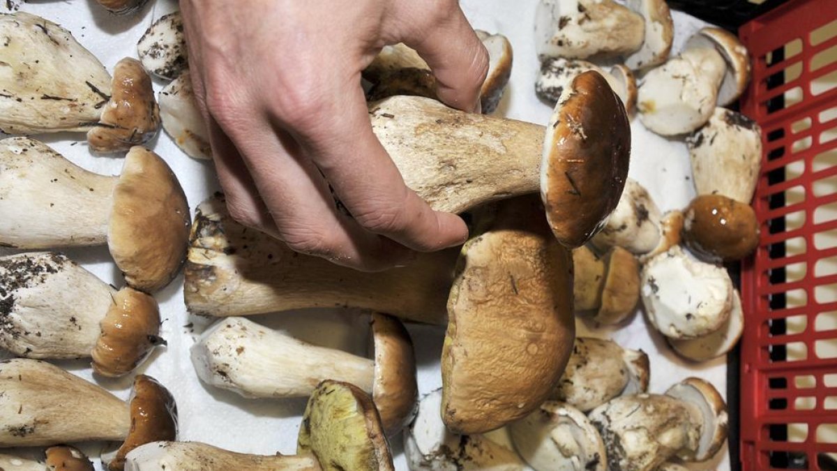 Boletus, en una imagen de archivo-Valentín Guisande