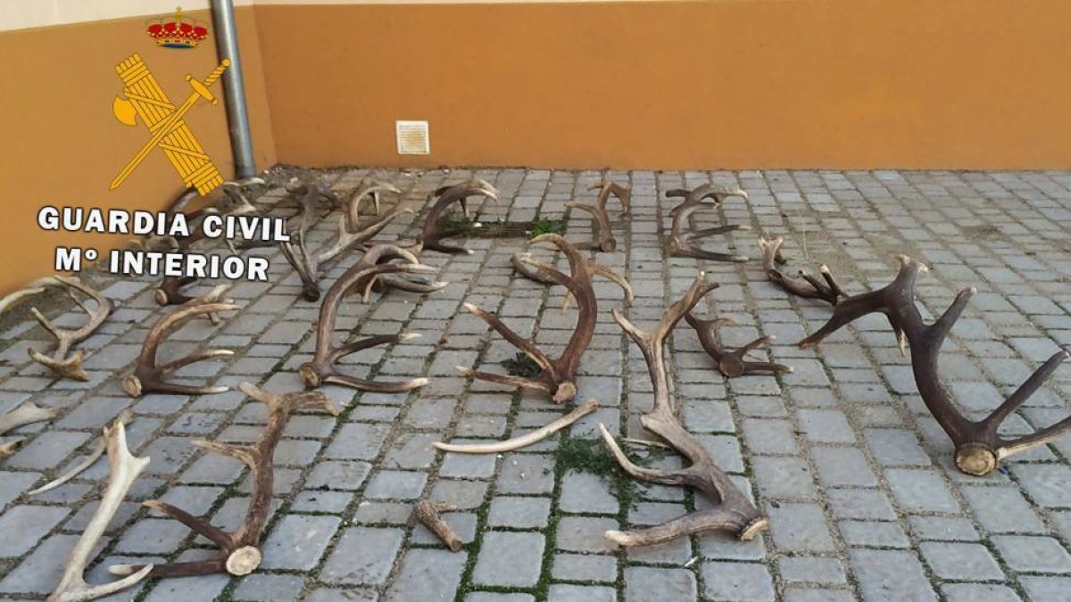 La Guardia Civil de Ávila ha imputado a dos personas que fueron sorprendidas cuando se llevaban unos 20 kilos de cuernas de ciervo de una finca de la localidad abulense de Maello-Ical