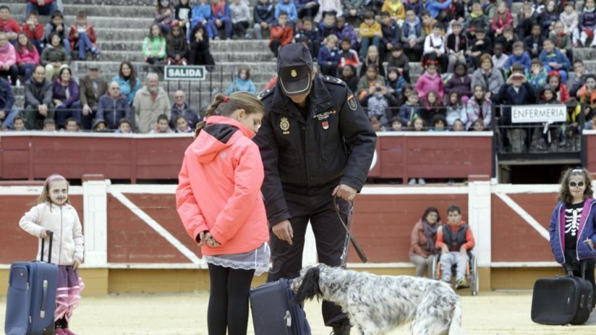 Un momento de la exhibición de los perros en la plaza de toros.-LUIS ÁNGEL TEJEDOR