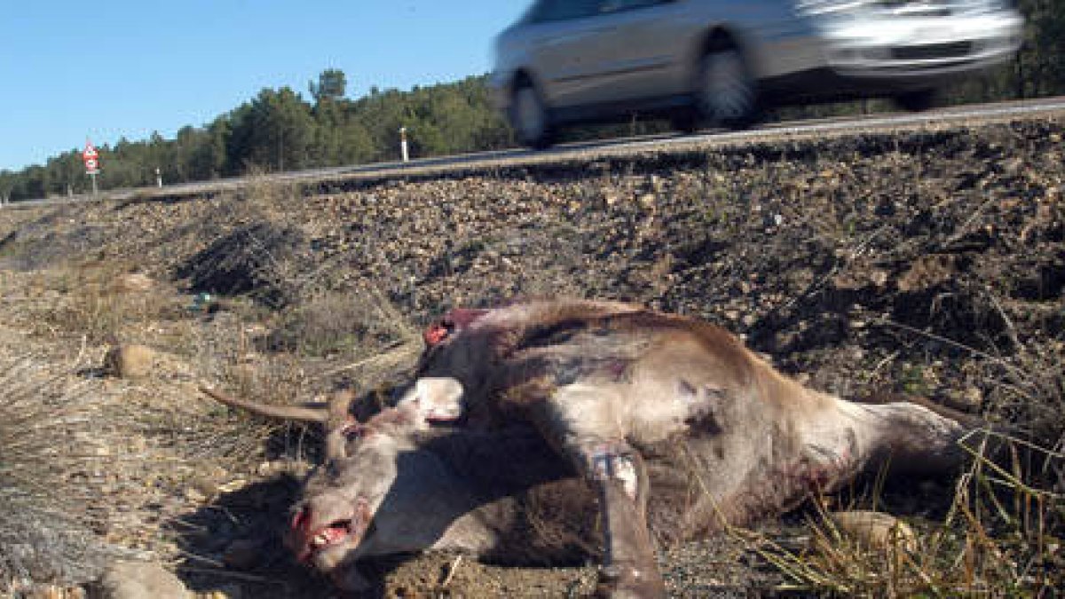 Soria registró en 2012 un total de 891 accidentes provocados por animales. / VALENTÍN GUISANDE-