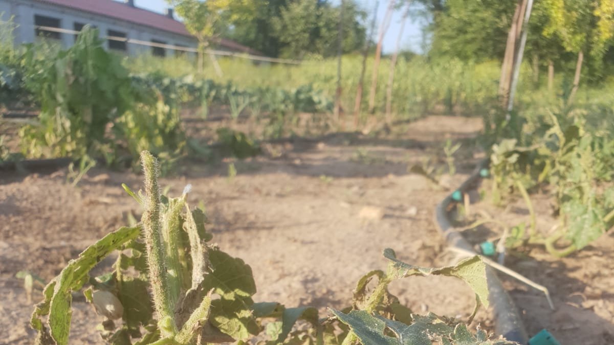 Daños en campos de Berlanga de Duero tras las recientes tormentas. HDS