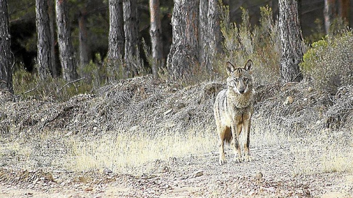 Un lobo en plena naturaleza-EL MUNDO