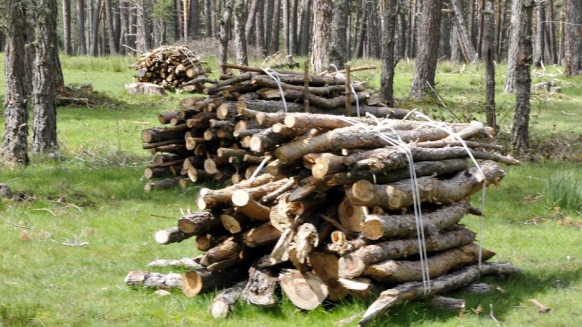 Fardos de madera en un monte soriano. HDS