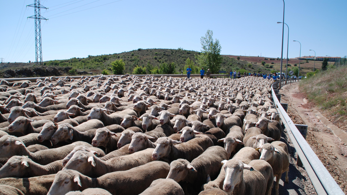 La trashumancia regresa a Soria este viernes.-HDS