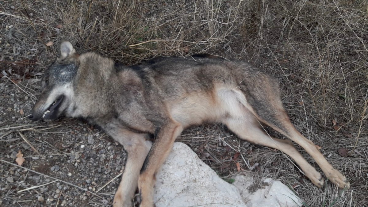 Ejemplar de lobo muerto en Almenar.-HDS