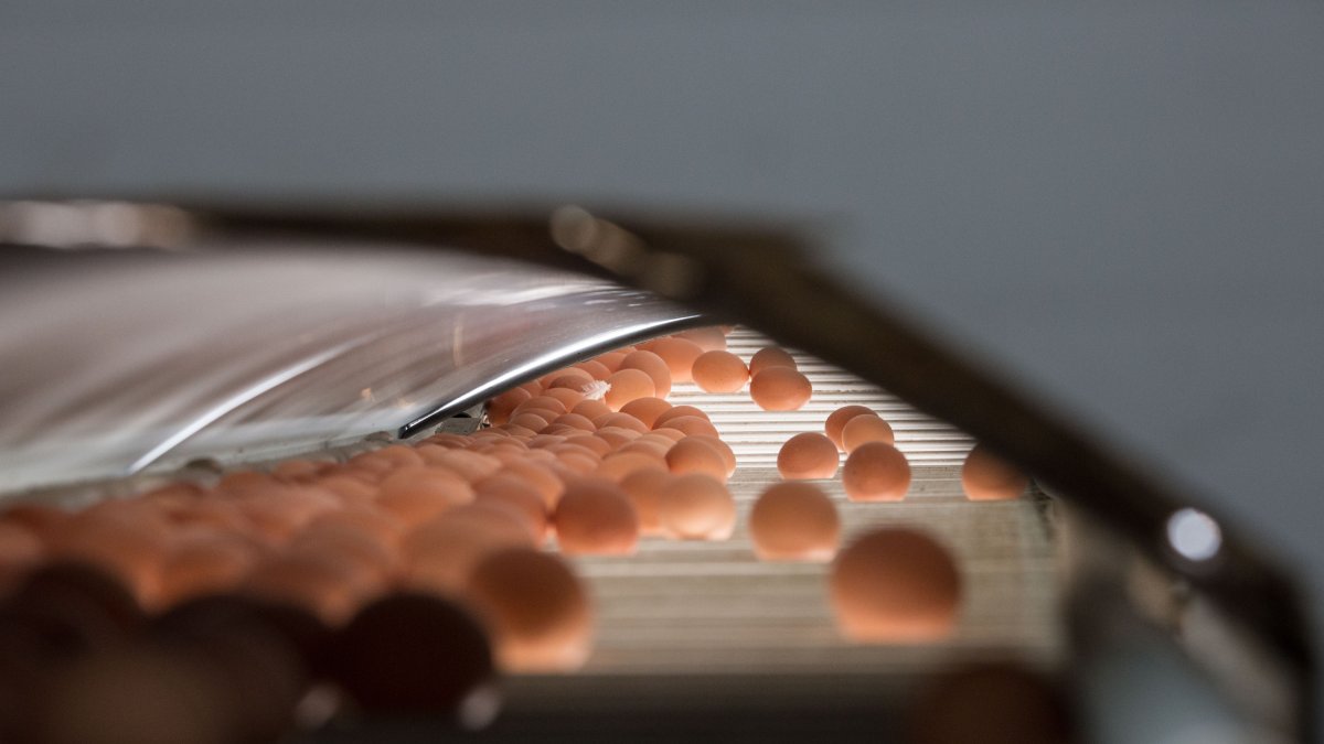 Explotación avícola de huevos camperos La Cañada, en  la localidad soriana de Aldealafuente.-ICAL