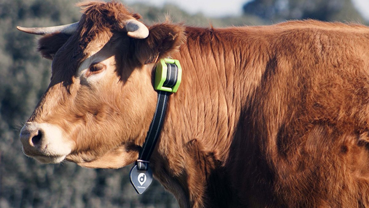 Collar de geolocalización del ganado.-HDS