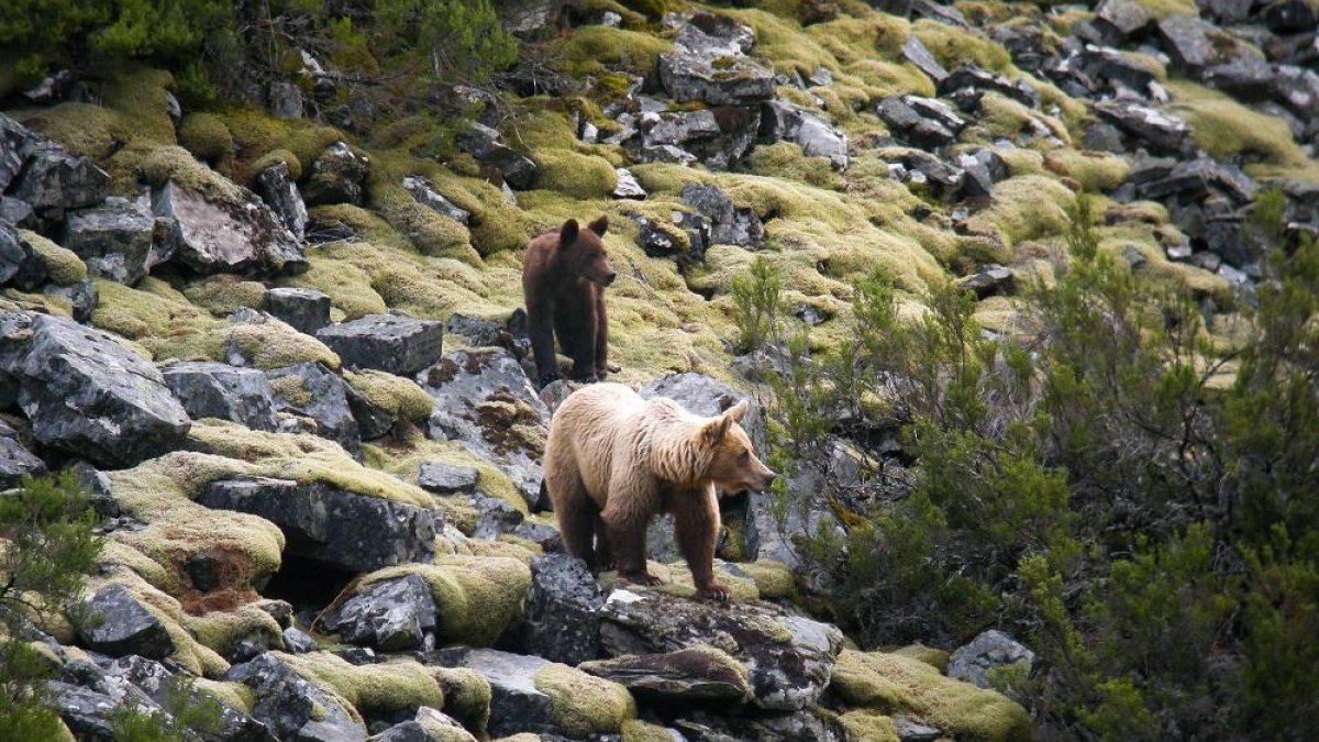 Osos en los Picos de Europa. ICAL