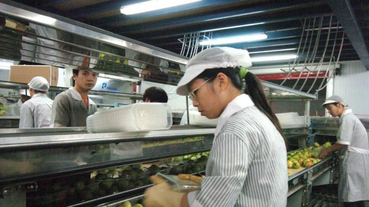 Ciudadanos chinos trabajando en una cooperativa agraria.-