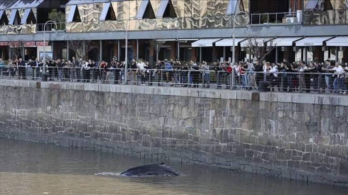 La ballena, en uno de los diques del barrio de Puerto Madero, en Buenos Aires.-Foto: EFE