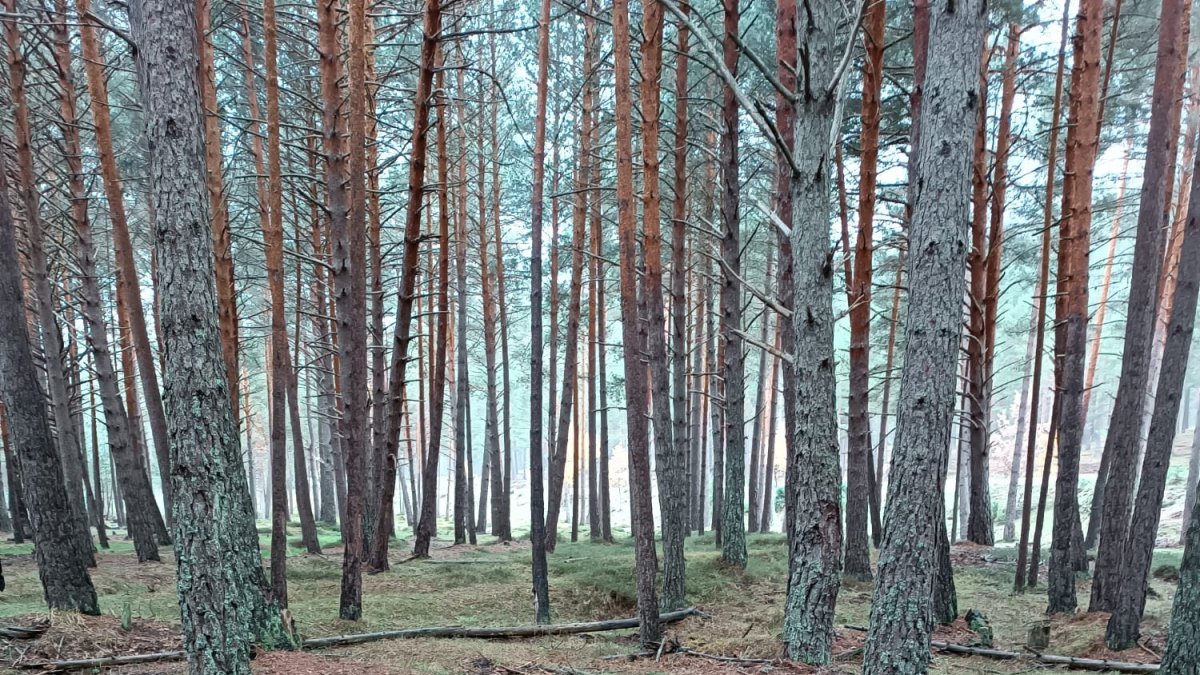 Los componentes del Regimiento de Infantería de Ceuta nº 54 regresaron a Pinares para perfeccionarse con entrenamientos en el terreno que ofrece la zona. A través del perfil de Twitter de la Comandancia General de Ceuta, brindaron estas imágenes.