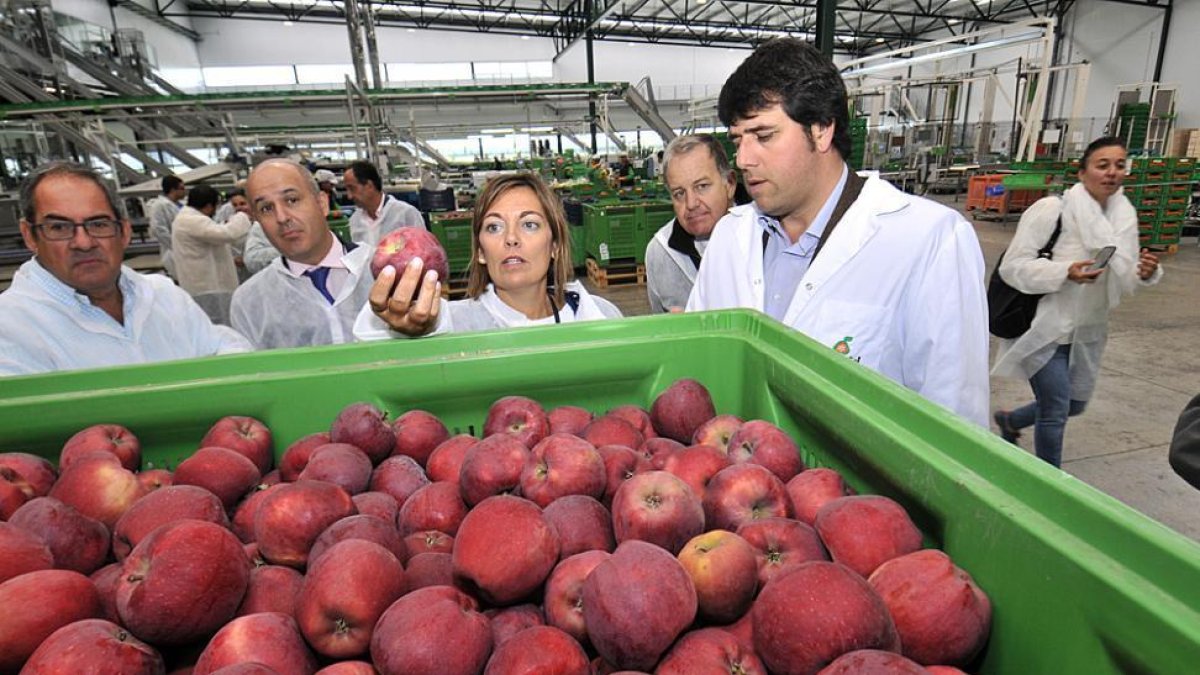 La consejera de Agricultura, Milagros Marcos, conoce el proceso de selección de las manzanas en la central de Nufri-V.G.