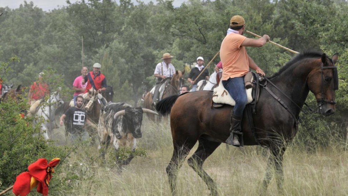 Un grupo de caballistas participan en el festejo de La Saca.-A. M.