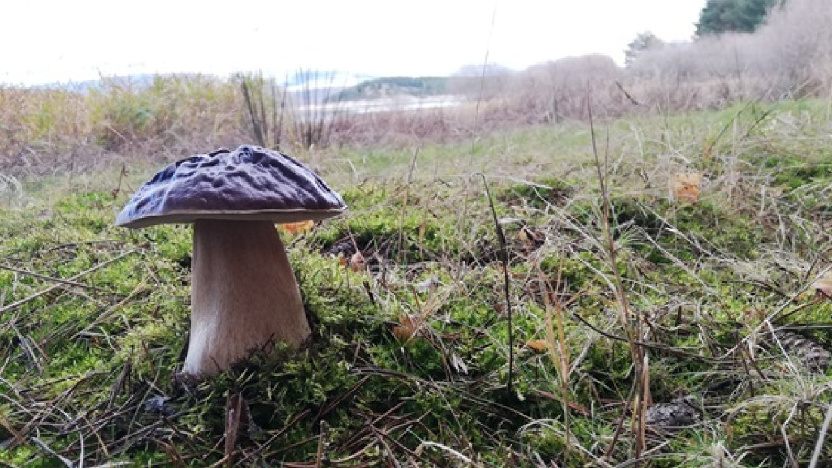 Los boletus también son una apreciada 