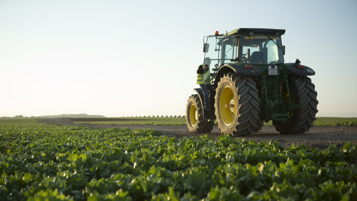 Florette espera cosechar unas 4.500 toneladas de vegetales en Olmillos (Soria) en esta campaña. HDS