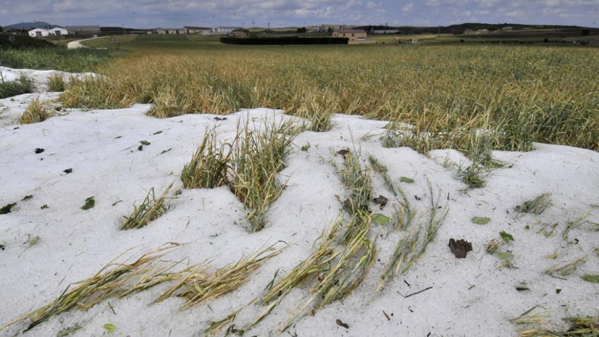 Tierras de labor anegadas por el granizo-