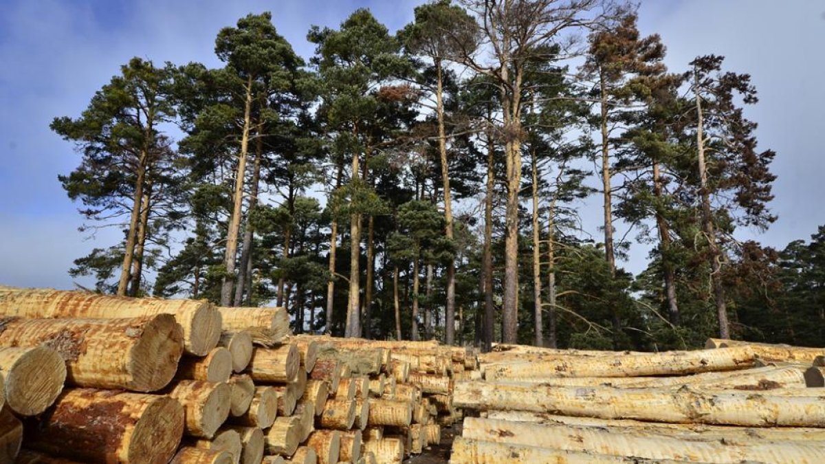 Pinos en las inmediaciones de Duruelo de la Sierra.-HDS