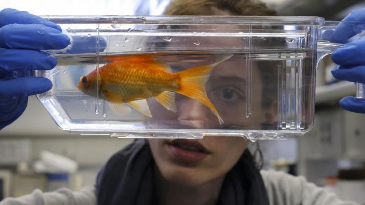 Una investigadora observa un pez en el Instituto de Neurociencias de Castilla y León-R. GRÁFICO: ENRIQUE CARRASCAL
