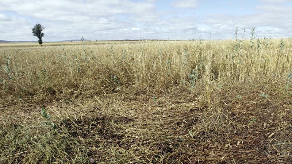 Ya son casi 7.000 hectáreas arrasadas por el pedrisco en Soria.-LUIS ÁNGEL TEJEDOR