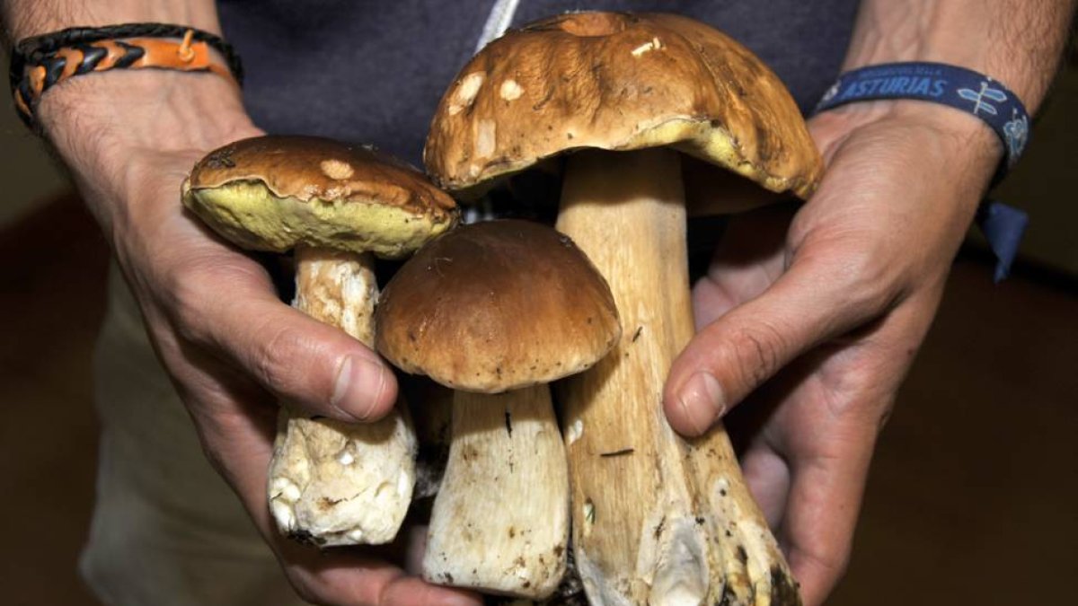 Un recolector local sostiene ejemplares de boletus.-HDS