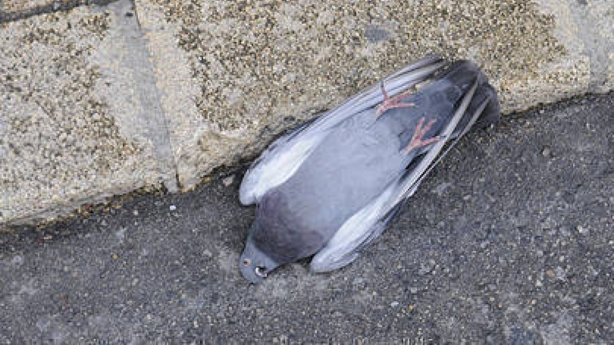 Una de las palomas aparecidas muertas en la capital. / VALENTÍN GUISANDE-